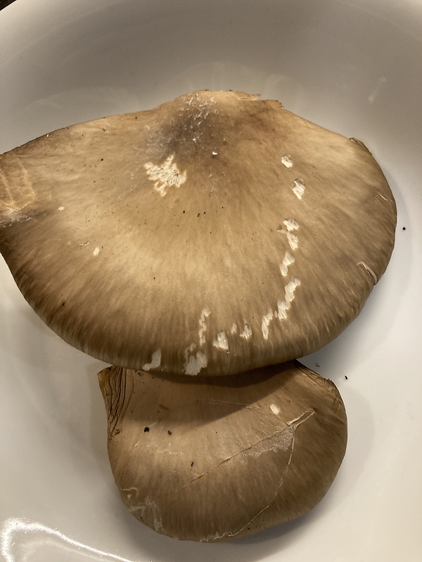 hliva buková Pleurotus pulmonarius (Fr.) Quél.