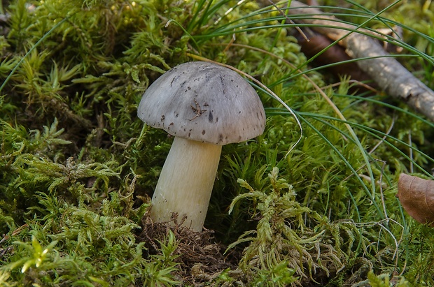 čírovka sivá Tricholoma portentosum (Fr.) Quél.