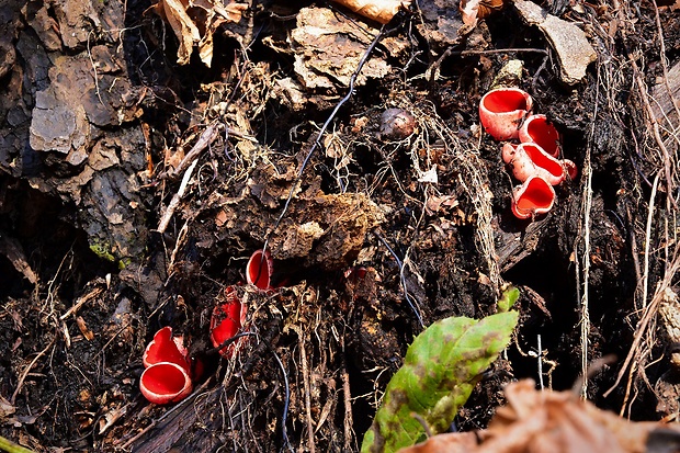 ohnivec šarlátový Sarcoscypha coccinea (Gray) Boud.