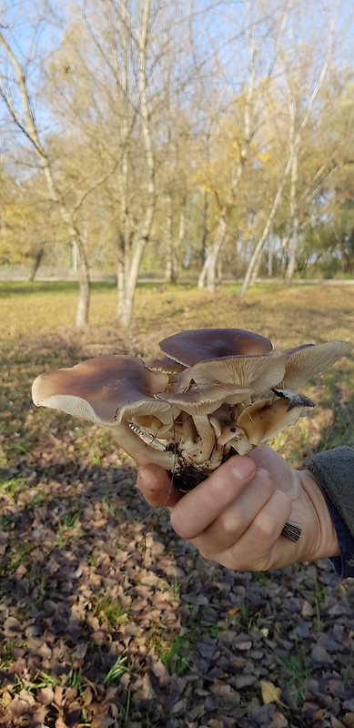 strmulec nakopený Lyophyllum decastes (Fr.) Singer