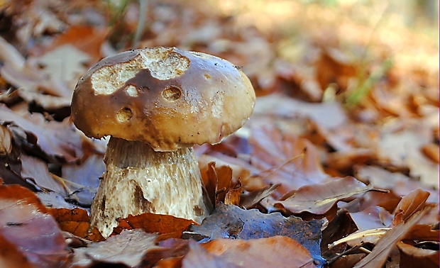 hríb smrekový Boletus edulis Bull.