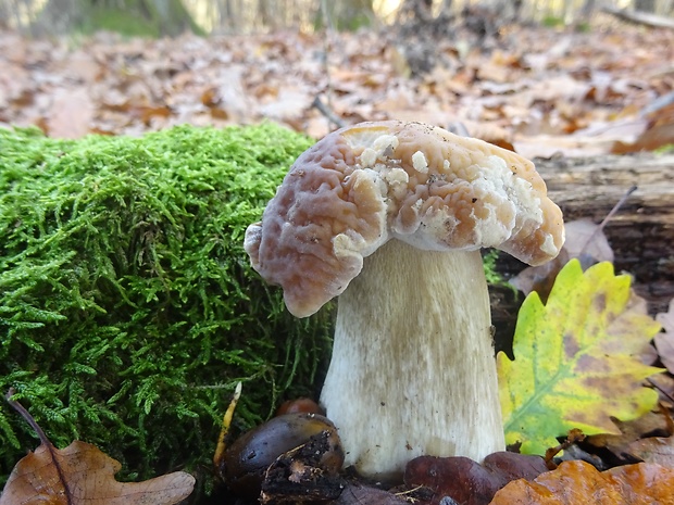 hríb smrekový Boletus edulis Bull.