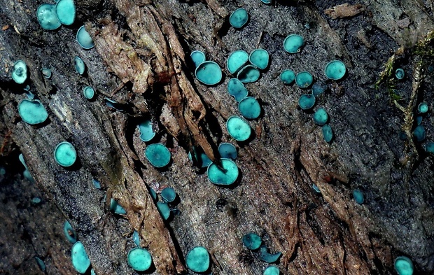 zelenica Chlorociboria sp.