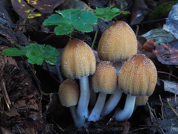 hnojník ligotavý Coprinellus micaceus (Bull.) Vilgalys, Hopple & Jacq. Johnson