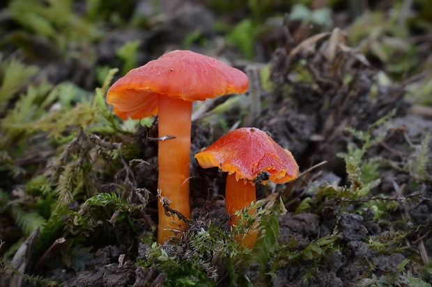 lúčnica šarlátová Hygrocybe coccinea (Schaeff.) P. Kumm.