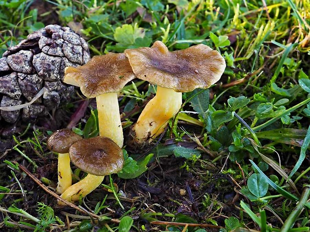 šťavnačka mrazová Hygrophorus hypothejus (Fr.) Fr.