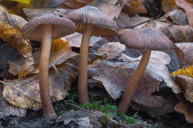 vláknica Inocybe sp.