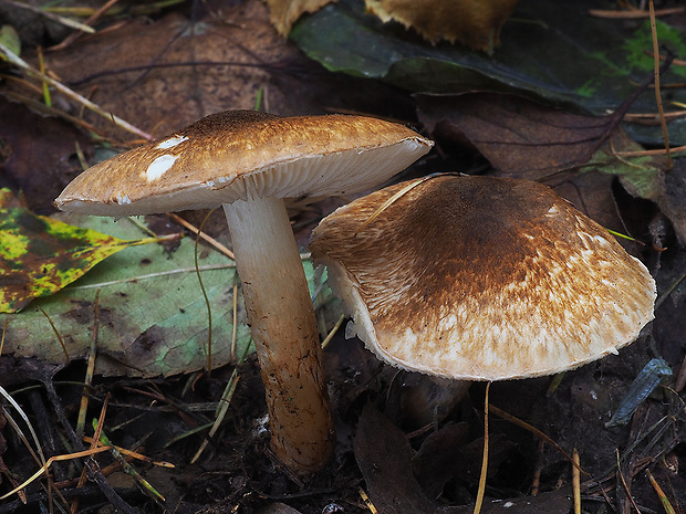 bedlička hrdzavá Lepiota boudieri Bres.