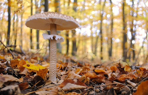 bedľa vysoká Macrolepiota procera (Scop.) Singer