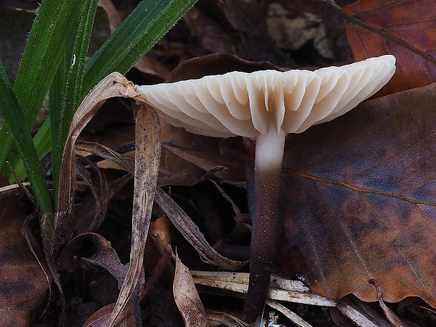 tanečnica fialovosivá Marasmius wynneae Berk. & Broome