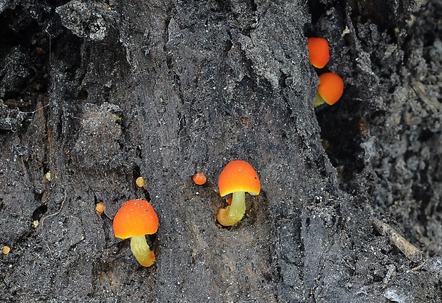 štítovka šarlátová Pluteus aurantiorugosus (Trog) Sacc.