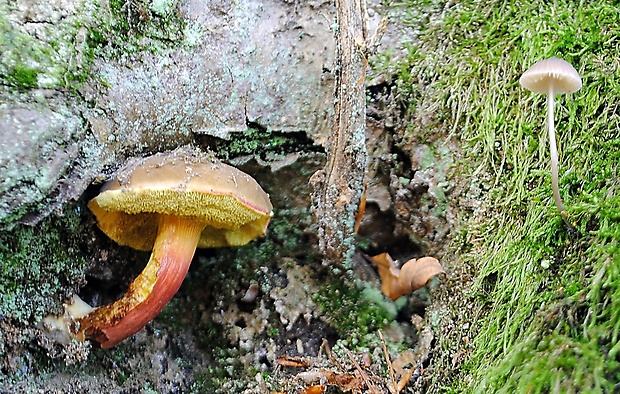 suchohríb žltomäsový Xerocomellus chrysenteron (Bull.) Šutara