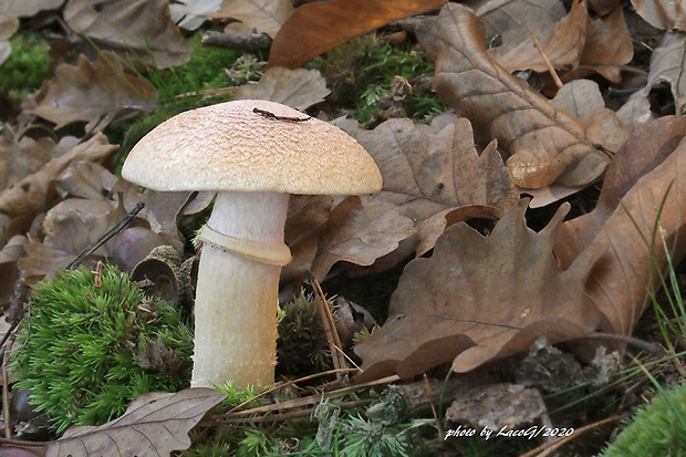 pavučinovec inovaťový Cortinarius caperatus (Pers.) Fr.