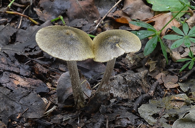 hodvábnica Entoloma versatile (Gillet) M.M. Moser