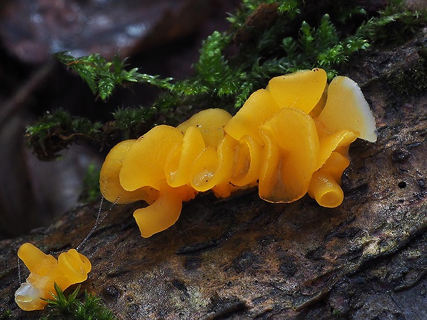 trasľavka pohárikovitá Guepiniopsis buccina (Pers.) L.L. Kenn.