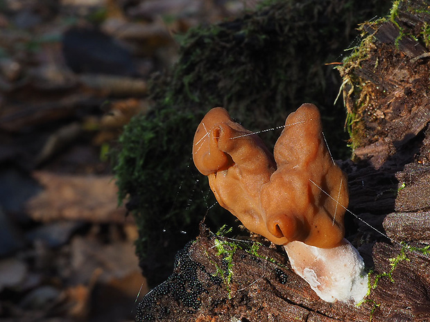 ušiak mitrovitý Gyromitra infula (Schaeff.) Quél.