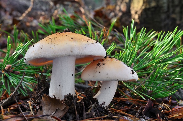 šťavnačka oranžová Hygrophorus abieticola Krieglst. ex Gröger & Bresinsky