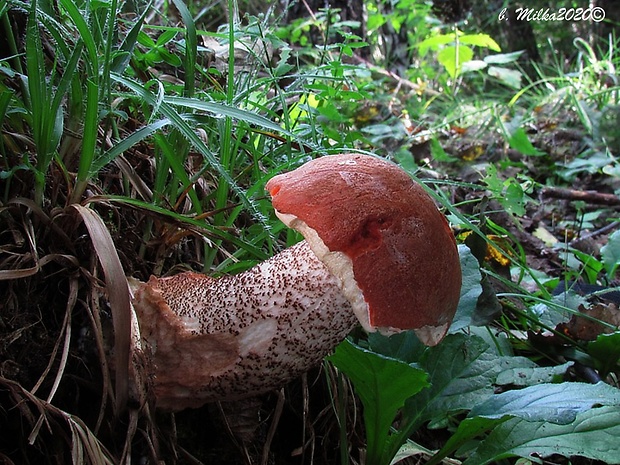 kozák dubový Leccinum aurantiacum (Bull.) Gray