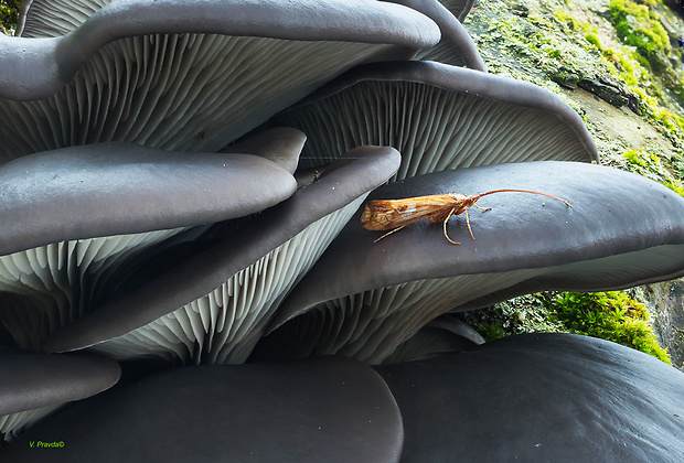 hliva ustricovitá Pleurotus ostreatus (Jacq.) P. Kumm.