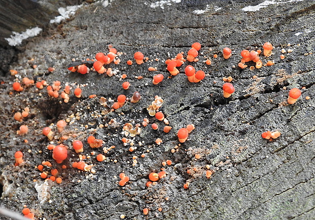 štítovka šarlátová Pluteus aurantiorugosus (Trog) Sacc.