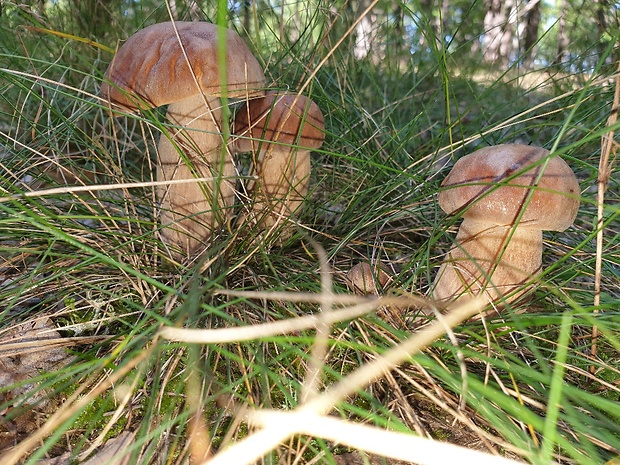 hríb dubový Boletus reticulatus Schaeff.