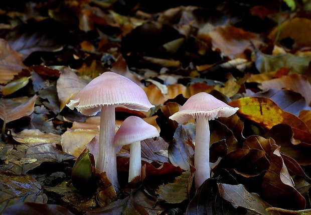 prilbička ružovkastá Mycena rosea Gramberg