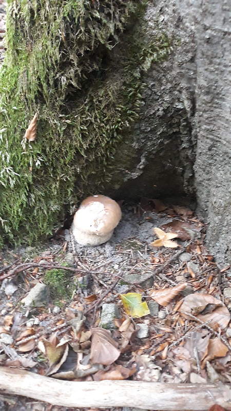 hríb smrekový Boletus edulis Bull.