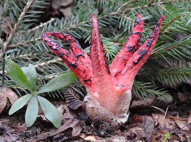 mrežovka kvetovitá Clathrus archeri (Berk.) Dring