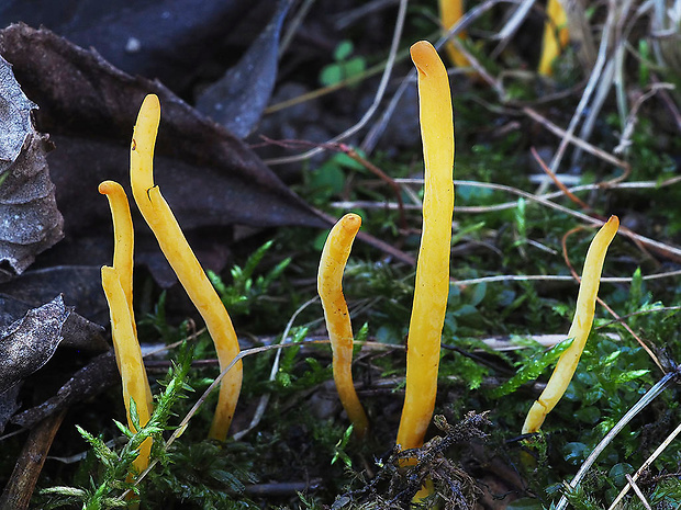 pakonárovka Clavulinopsis sp.