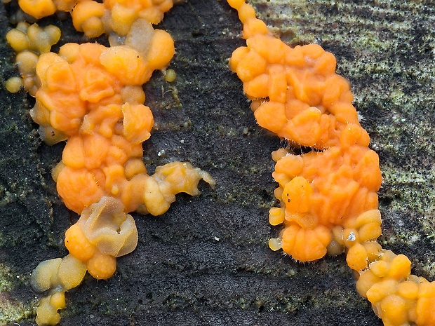 slzovec Dacrymyces sp.