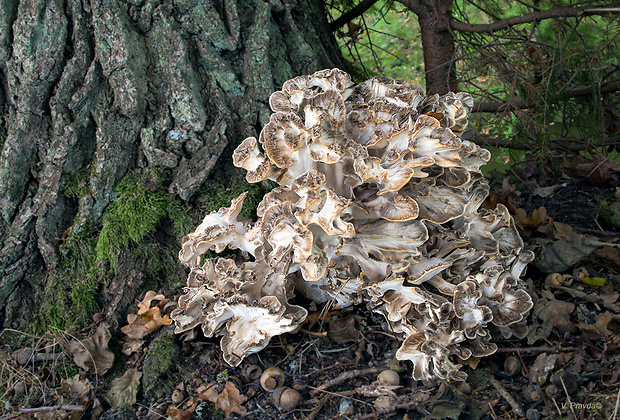 trsovnica lupeňovitá Grifola frondosa (Dicks.) Gray