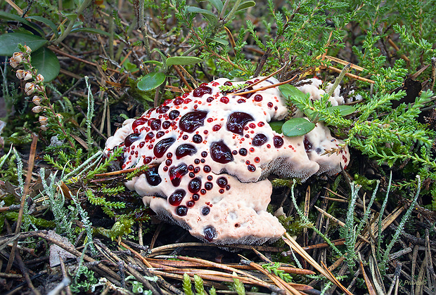 jelenkovka pálčivá Hydnellum peckii Banker