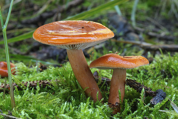 rýdzik pomarančový Lactarius aurantiacus (Pers.) Gray