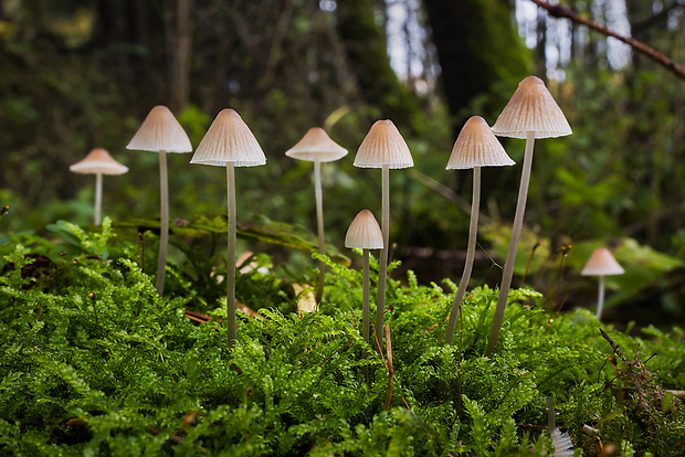 prilbička kužeľovitá Mycena metata (Secr. ex Fr.) Kummer.