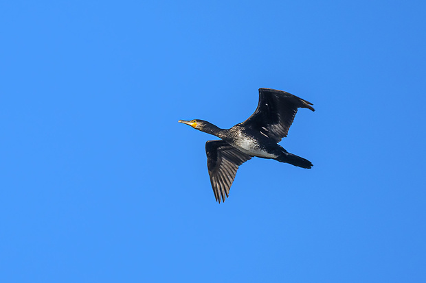 kormorán veľký Phalacrocorax carbo