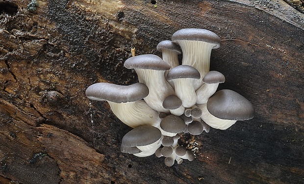 hliva ustricovitá Pleurotus ostreatus (Jacq.) P. Kumm.