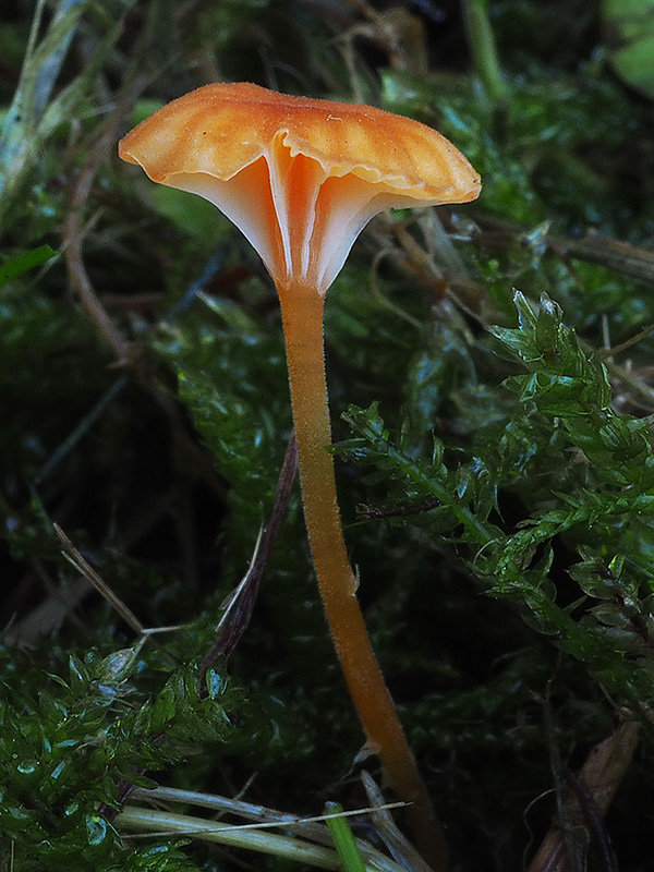 machovček oranžový Rickenella fibula (Bull.) Raithelh.