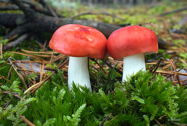 plávka modrastolupeňová Russula silvestris (Singer) Reumaux