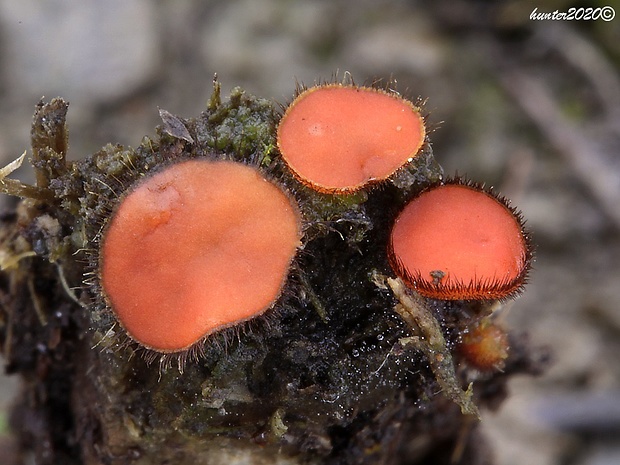 štítovnička Scutellinia sp.