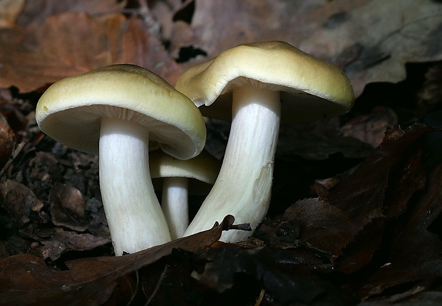 čírovka mydlová Tricholoma saponaceum (Fr.) P. Kumm.