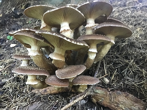 podpňovka Armillaria sp.