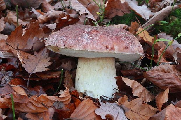 hríb sosnový Boletus pinophilus Pil. et Dermek in Pil.