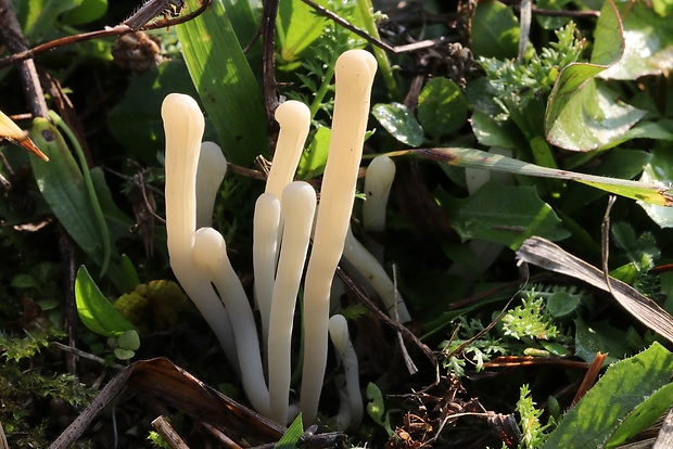 kyjačik Clavaria tenuipes Berk. & Broome