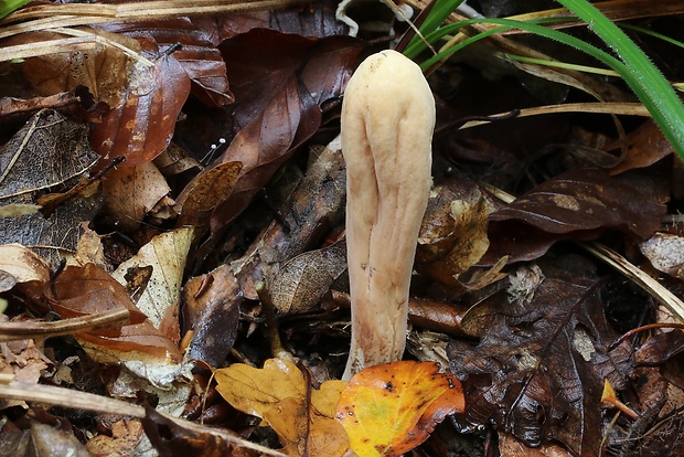 kyjak obrovský Clavariadelphus pistillaris (Fr.) Donk