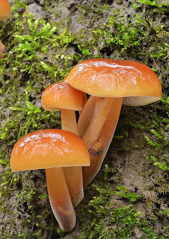 plamienka Flammulina sp.