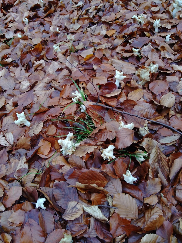 chriapač kučeravý Helvella crispa (Scop.) Fr.