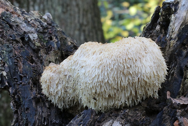 koralovec ježovitý Hericium erinaceus (Bull.) Pers.