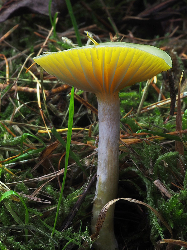 šťavnačka smrekovcová Hygrophorus lucorum Kalchbr.