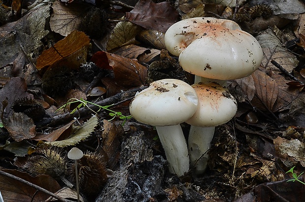 šťavnačka  Hygrophorus poetarum R. Heim