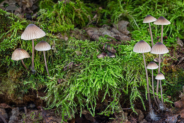 prilbička mliečna Mycena galopus (Pers.) P. Kumm.